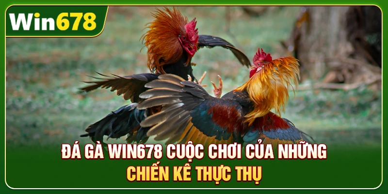 WIN678 | Đường Link Chính Chủ T10/2026, Đăng Ký Nhận +678K 8 Đá gà Win678 cuộc chơi của những chiến kê thực thụ