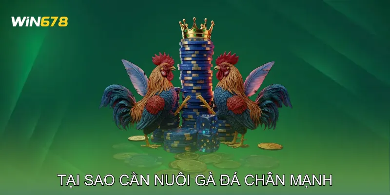 Cách Nuôi Gà Đá Chân Mạnh Vượt Trội Trong Mọi Trận Đấu 2 Tại Sao Cần Nuôi Gà Đá Chân Mạnh